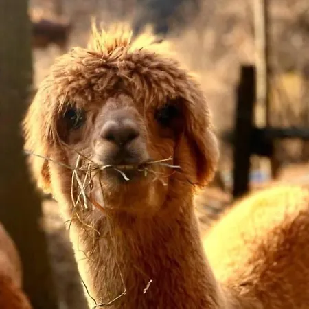 Sorti Alpaca Farm Lägenhet Montegrino Valtravaglia