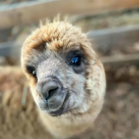 Sorti Alpaca Farm