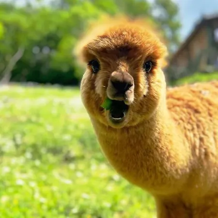 Lägenhet Sorti Alpaca Farm Montegrino Valtravaglia