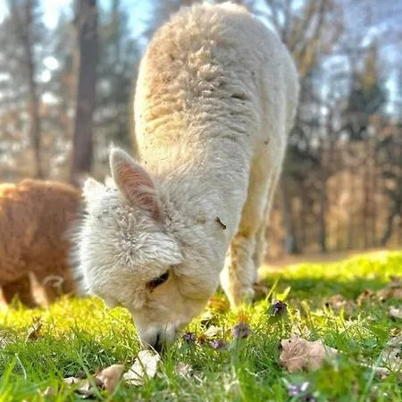 Sorti Alpaca Farm Montegrino Valtravaglia